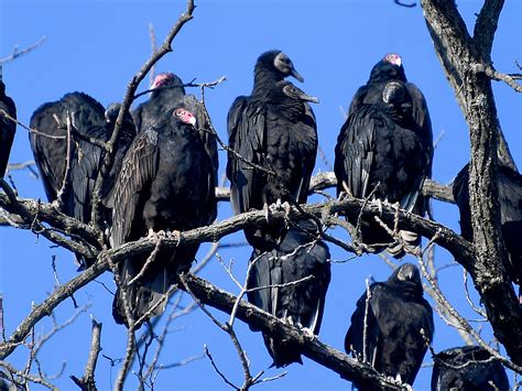 turkey vulture dating